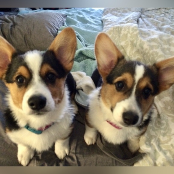 Meet your Posher, Elaine - Picture 3 of 4